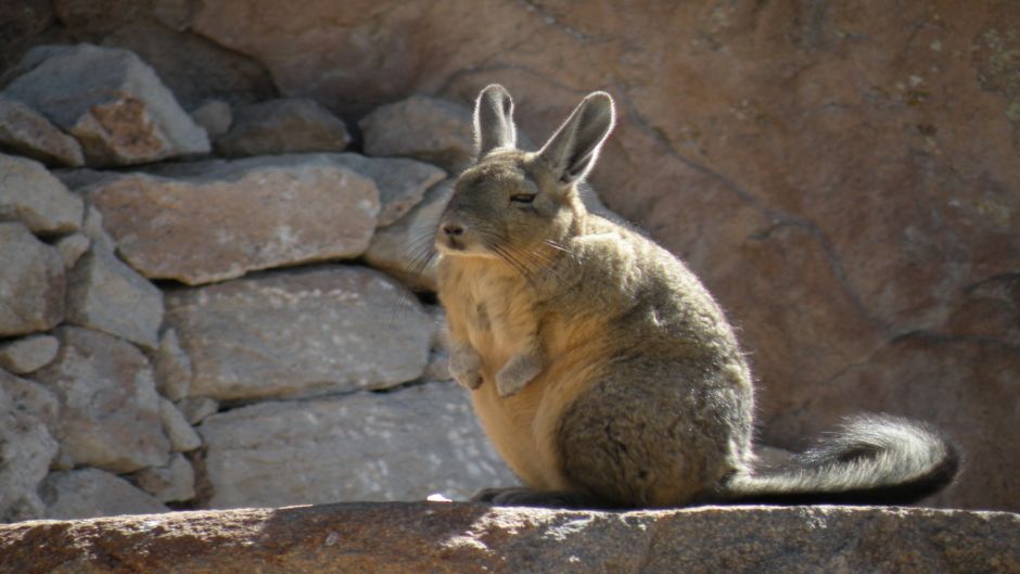 Vizcacha