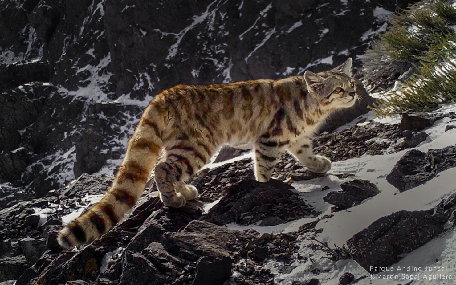 Gato Andino