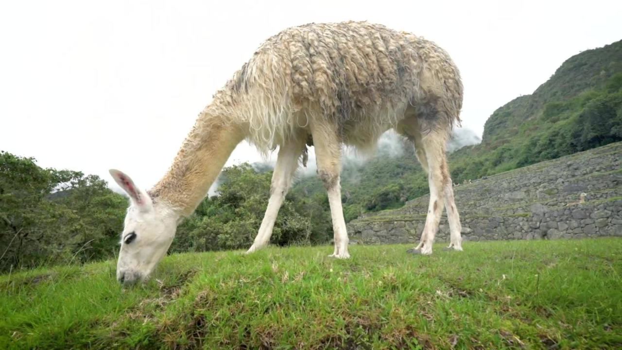Llama