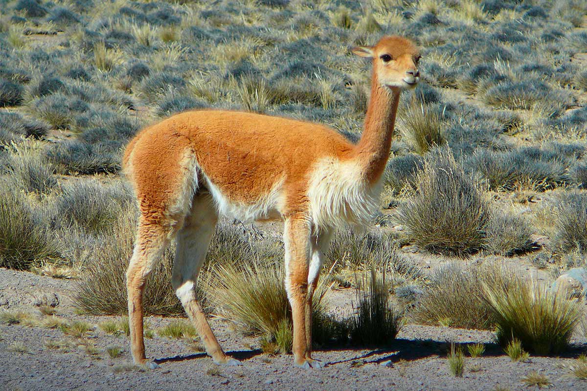 Vicuña