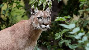 Puma Andino